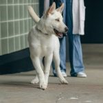 Chiropractic Service Add-On: 7 Proven Reasons to Avoid Costly Joint Decline in Pets