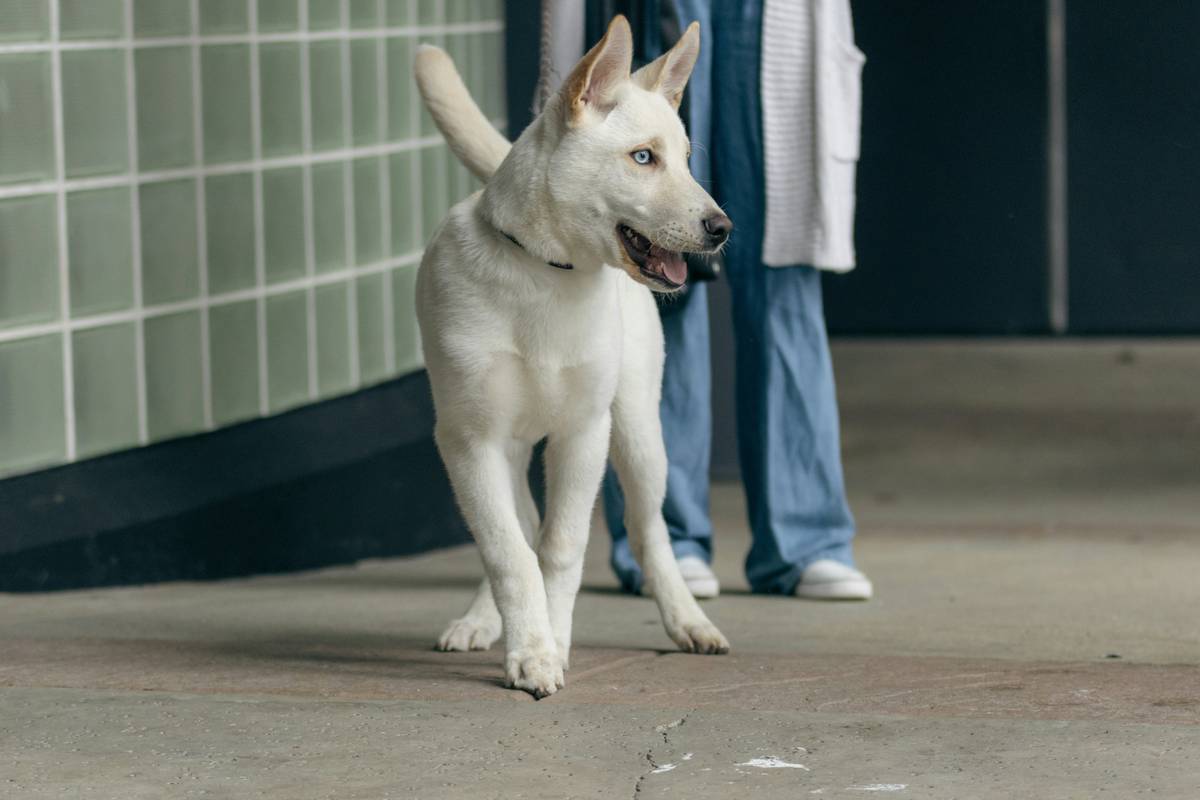 Chiropractic Service Add-On: 7 Proven Reasons to Avoid Costly Joint Decline in Pets