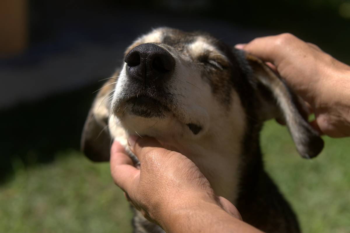 Chiropractic service add-on: a certified veterinary chiropractor gently adjusting a calm, seated Labrador retriever during an in-clinic session.