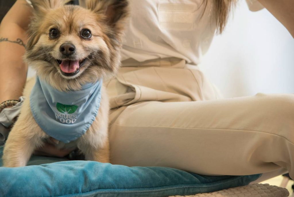 Premium Wellness Price: 7 Proven Ways to Avoid Shocking Vet Bills