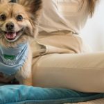 Premium Wellness Price: 7 Proven Ways to Avoid Shocking Vet Bills